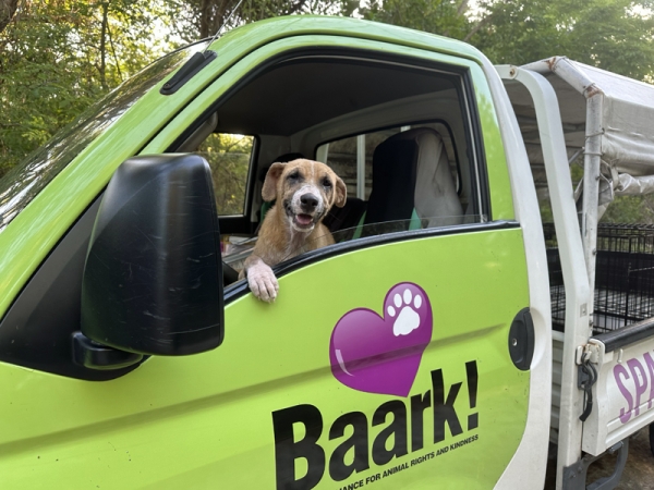 Dog in BAARK! truck